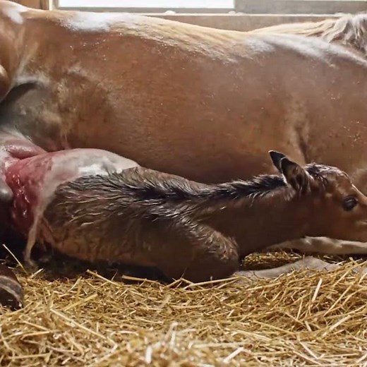 How Horses Mate and Give Birth | Full Reproduction Process Explained