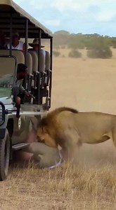 #fblifestyle Lion attack a woman | Jhonjhony