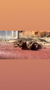 No ants stand a chance against these two thorny devils! Do you know how many ants these little lizards eat per day? #alicesprings #RedCentreNT #aussiereptiles #alicespringsreptilecentre #zookeeperlife #reptilesofinstagram #reptiles #australianreptiles #australianreptilesofinstagram #thornydevil #moloch #molochhorridus | Alice Springs Reptile Centre