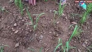 Tengkap lipan makan terus...baik untuk kesihatan kah boh...entahlah betul ke tidak..nak cuba test lah | ORANG KITA sabah sarawak -OKss