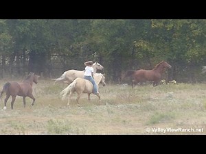 Rainbow - riding in halter with pasture horses - Valley View Ranch