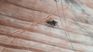 Close Fly Matings Mating Fly On 库存影片视频（100% 免版税）3498522727 | Shutterstock