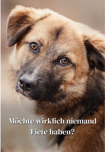 Fiete sucht ein liebevolles Zuhause in Oberursel