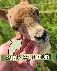 Have you ever seen a snake throwing up? 🐍 | The Urban Rescue Ranch