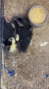 2.1K views · 13 reactions | Need some breakfast makers ???  | Carsons Critters | Facebook