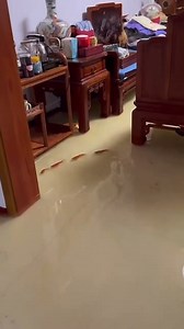 Kada zlatne ribice pobegnu iz akvarijuma 😀😀😀 | CRI Srpski