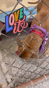 Dapper Dan has been here for 6 weeks. Look at him…..👀👀👀 His a dream dog. Gentle, mature, potty trained, not a barker, affectionate but not overbearing w it, and good w everyone! Dapper D is fully vetted too. Easy peasy is how this middle aged boy rolls. Who’s going to be his hero? | Friends of the River Rouge Animal Shelter