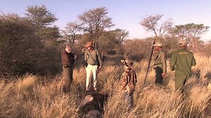 #TROPHYHUNT: SABLE ANTELOPE The sable (Hippotragus niger) are less...