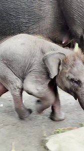 1.8K views · 93 reactions | Lanang so excited to get shower  Shower is important for elephant as it protects their skin from being burnt by the harsh sun ⛅️  #Elephant #ElephantCalf #BaliZoo #ExploreBaliZoo #Bali | BALI ZOO | Facebook
