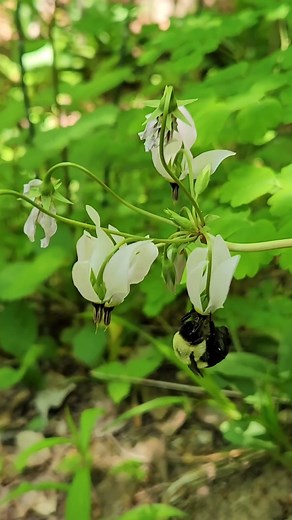 1.4K views · 15 reactions | Behold! A bumble bee buzz is pollinating...
