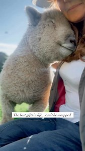 Sending you lots and lots of Happy Fluffy Christmas snuggly best wishes from Monti Monday xxx #love #hugs #petsheep #bestfriend #merrychristmas | BabyDoll Sheep Uk