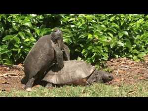 Gopher Tortoise Mating in Estero Park Bonita Bay Florida