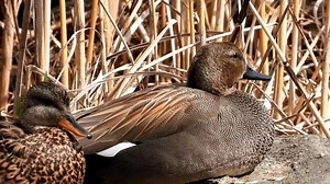38K views · 1.3K reactions | Mareca strepera, gadwall o anade friso‼️ | Duckhuntingg | Facebook