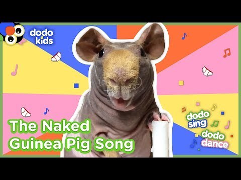 The Naked Guinea Pig Song | Dodo Kids: Dodo Sing Dodo Dance