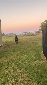 280K views · 5.4K reactions | Dogs Guard Reflex #dogs #dogslover #pet #petlovers | Dog Life | Facebook