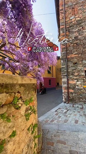 Beautiful wisteria in Carona 😍 | Ticino Turismo