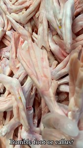 14 comments | So what exactly is Bumblefoot? This term refers to an...