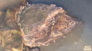 Keeper Erica was able to catch our snapper using his tongue as a worm lure! So cool! #nogawild #snappingturtle #amazinganimals #wildlife | North Georgia Wildlife & Safari Park - Nogawild | Facebook