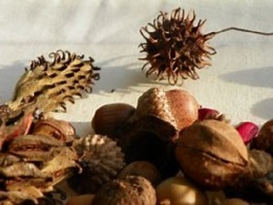 Fall Decorating Ideas Using Acorns, Seed Pods, and Pine Cones