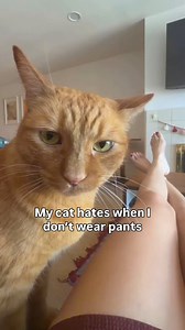 😾: could you put on some pants so i can get cozy please!?”