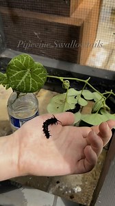1.5K views · 20 reactions | Pipevine swallowtail caterpillars are thriving in our Pollinator Garden now—and they'll be forming their chrysalises there soon! 曆 | Houston Museum of Natural Science - Sugar Land | Facebook