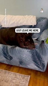 THis pig is absolutely huge! 😳 | Dad Jokes