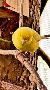 12K views · 2.8K reactions | My yellow canary singing in the outdoor aviary  Nothing beats this sound. Pure happiness from a tiny bird. #canary #yellowcanary #canarybird #birdsongs #birdsinging #aviarybirds #outdooraviary #birdlovers #petbirds #finchaviary #birdvideo | Tropical Aviary Birds - Torben Dehlholm | Facebook