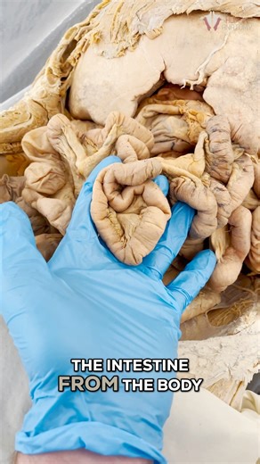 Institute of Human Anatomy on Instagram: "Your intestines are over 20 FEET long when stretched out - here's why that matters. Looking at real human intestines removed from a cadaver, you can see this incredible continuous tube that would span more than the length of most rooms if laid out straight. WHY SO LONG? Maximum nutrient absorption. As food travels this entire journey, your body has multiple opportunities to extract every possible vitamin, mineral, and calorie. IT'S NOT JUST LENGTH: Look