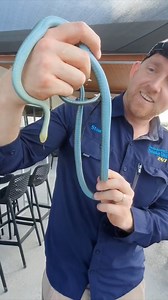 290K views · 2.9K reactions | Stunning Blue Phased Tree Snake In Wine...