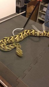 Extraction from Puff adder ( Bitis arietans) one of two species extracted from today. | Kentucky Reptile Zoo