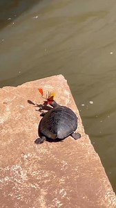 4K views · 126 reactions | Tear-drinking butterflies and blood-sucking vampire moths are real, experts say... Read full story: https://tinyurl.com/ebvdcy4s Credit: @thequietbotanist via @mignonettetakespictures #ausgeo #turtles #animalbehaviour | Australian Geographic | Facebook
