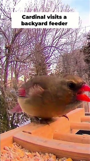 This Female Cardinal's Colors Are Unreal #birds #nature #wildlife