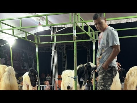 Kambing Kaligesing Kelas 1000cc‼️‼️
