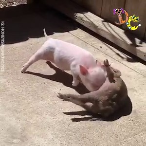 78K views · 520 reactions | When you've finally had enough and just want to relax 藍❤️ | Daily Cuteness | Facebook