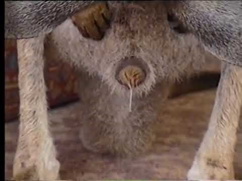 🦘 Birth of a kangaroo | The miracle of life 🦘