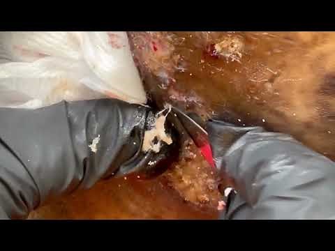 Festus' jigger digging left foot part B