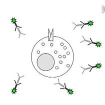 Quantifying GLUT4 Translocation | JoVE Journal