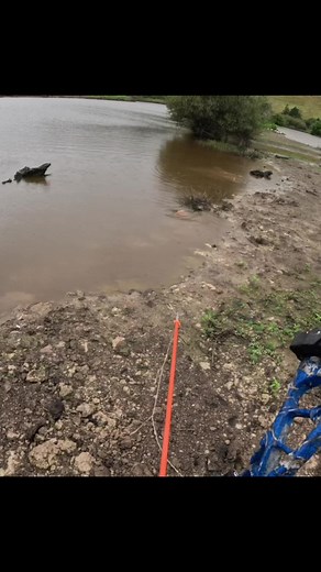 #bowfishing #fishingnz #bowhunting #bowhuntingnz