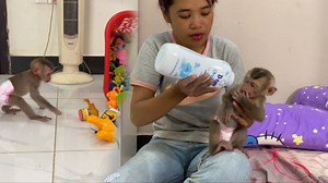 Very Naughty Baby Tav Tav Messing The Doll All Over The Floor#naughtymonkey 🥰 | Monkey TavTav