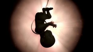 Um feto ou animação 3d do: vídeo stock (100% livre de direitos) 3799645445 | Shutterstock