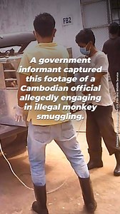 A former Cambodian official was CAUGHT allegedly smuggling monkeys 😡 Long-tailed macaques are taken from the only home they’ve ever known in their natural habitats & sold to labs where they’ll be tormented in ruthless experiments. | PETA (People for the Ethical Treatment of Animals)