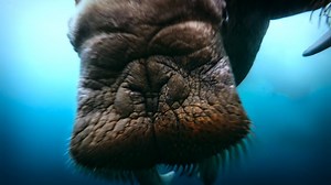 Big Beasts (2023) Trailer - narrated by Tom Hiddleston #trailer #appletv #comingsoon #streaming “Big Beasts” features some of the world’s most massive species filmed across 17 countries, including the gray whale, the elephant seal, the giant otter, the gorilla, the hippopotamus, the brown bear, the ostrich, the orangutan, the tiger and the polar bear. Viewers will see that it's not easy being big—the larger the animal, the greater the challenges they face—as the series captures rare and first-ev