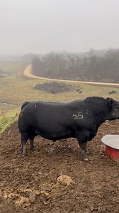 “J.J. Scheckel Power Aid H812” a Full brother in blood to a couple legends, “SAV Resource 1441, and SAV Renown 3439.” Only 12 calves on record with us so far and turned into the AAA, giving him a 1.3 birthweight EPD. @j.j.scheckelangus #jjscheckelangus #americanangusassociation #angusbeef #anguscattle #angusargentina | J.J. Scheckel, Performance Angus Genetics
