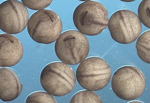 SCENE: Video by the Patel Lab showing development of frog eggs into tadpoles. | Labocine