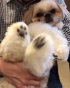 16K views · 1.4K reactions | Such a fluffy boy! IG: @ralphie_the_sith_tzu | Shih Tzu | Facebook