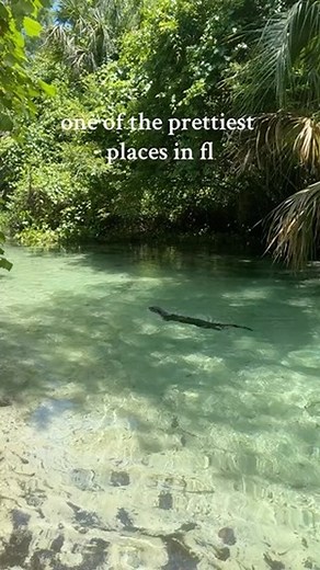 2K views · 152 reactions | Discovering the serene side of Florida - one hidden spring at a time. ☀️   Tik Tok @ salt.babe #beallsflorida #florida #springs #nature #kayaking #exploring | Bealls Florida | Facebook