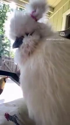 15K views · 403 reactions | “I like my pigtails.” -Maisy #hens #silkies #petchickens #chickenmom | Poppy’s Adventures | Facebook