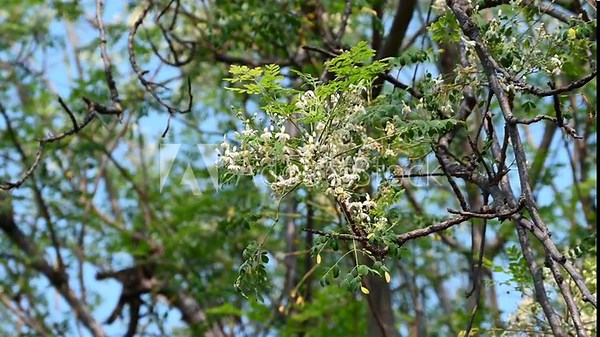 Flower of Moringa tree. Horseradish or Kalamunggay, Drumstick flower , Moringa oleifera, medicinal plant