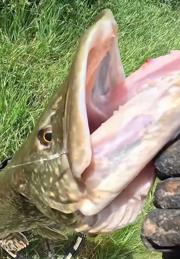 Enorme brochet au vif : prise, technique et conseils