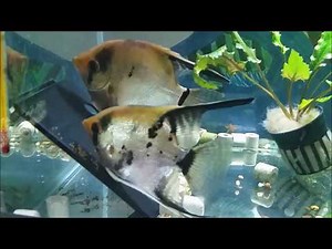 Angelfish breeding - getting a proven successful angelfish breeding pair which takes care of the fry